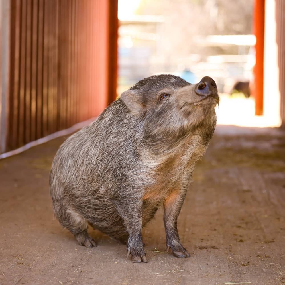 Pig at Heart and Hooves Therapy