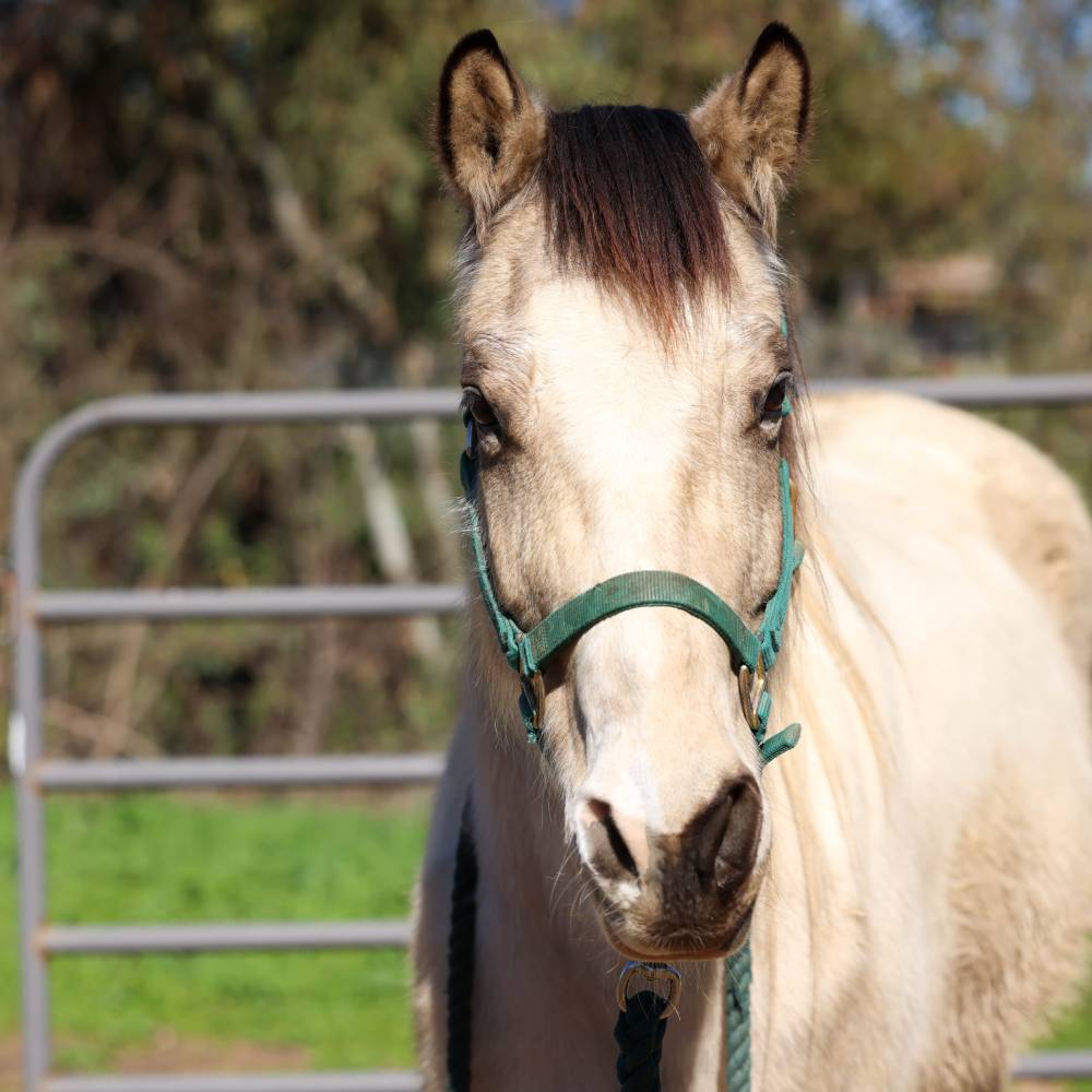 Nacho, trail horse and all around family horse at Heart and Hooves Therapy