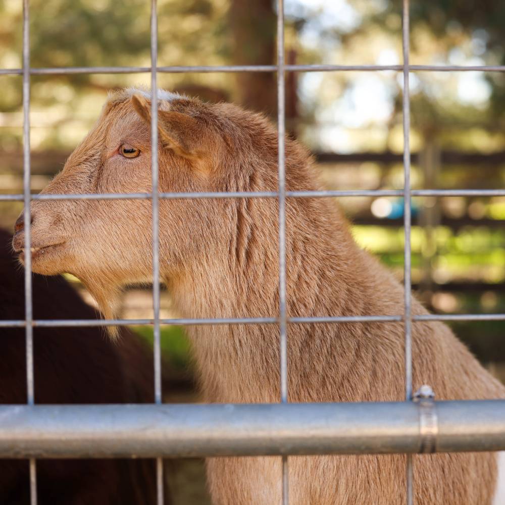 therapy goat student at Heart and Hooves Therapy