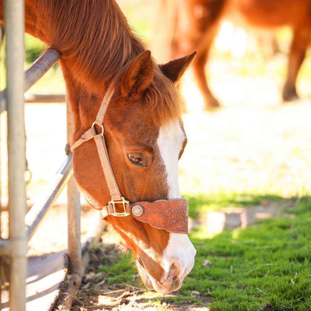 trail horse and all around family horse at Heart and Hooves Therapy