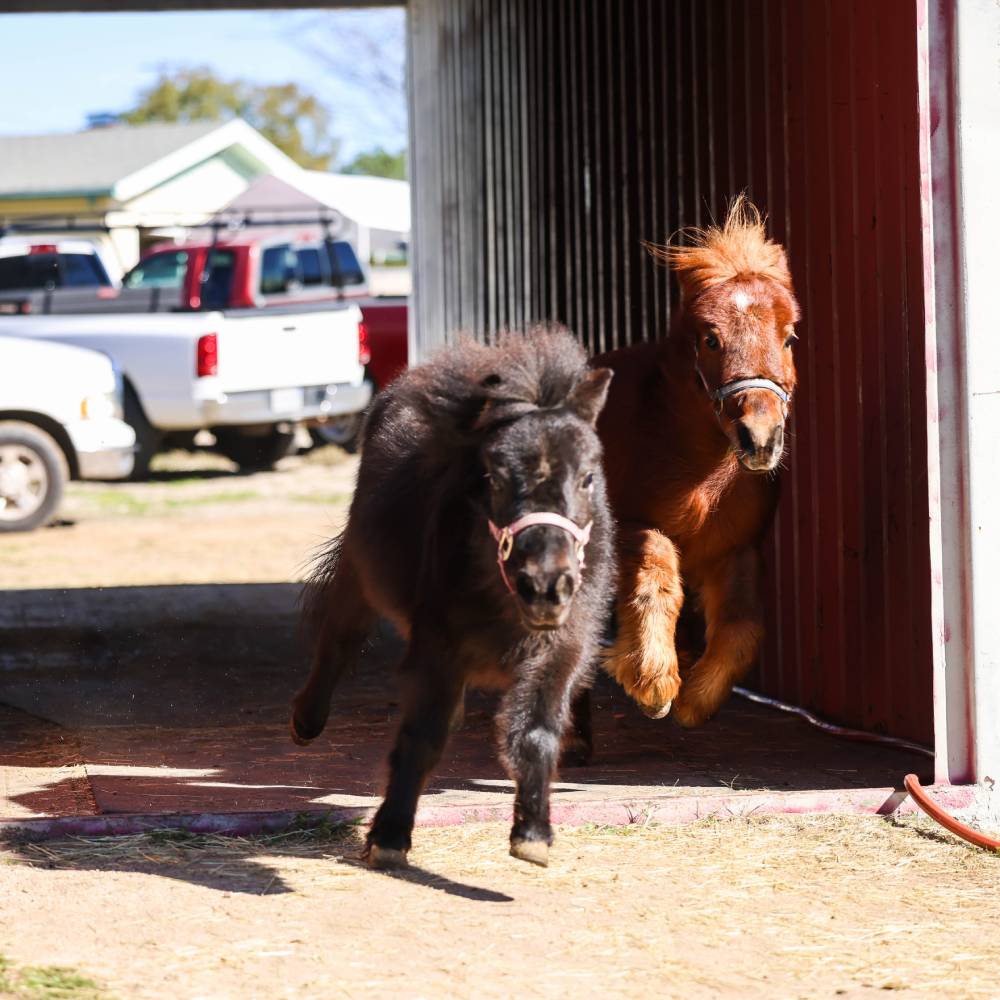 mini horses running at Heart and Hooves Therapy