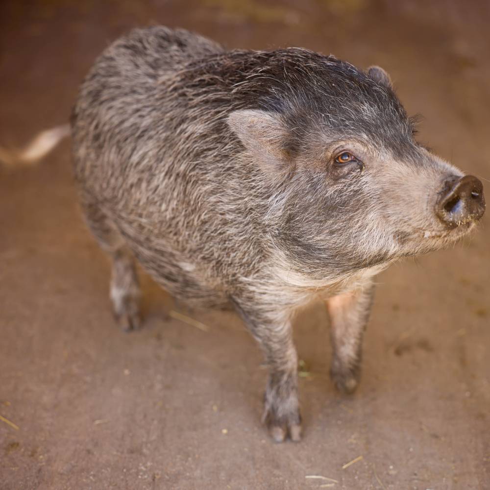 registered mini therapy pig at Heart and Hooves Therapy