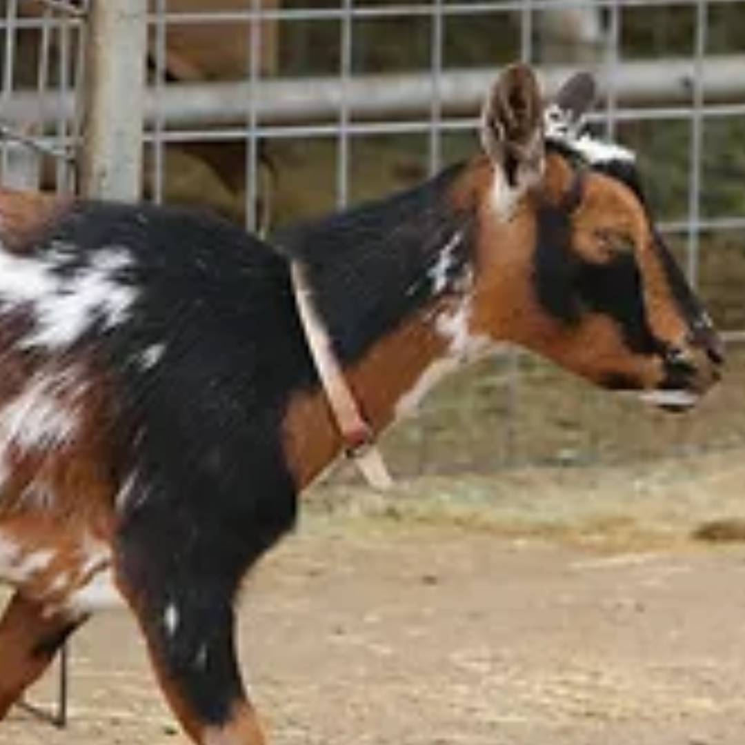 Cherry, a mini Nigerian dwarf goat at Heart and Hooves Therapy