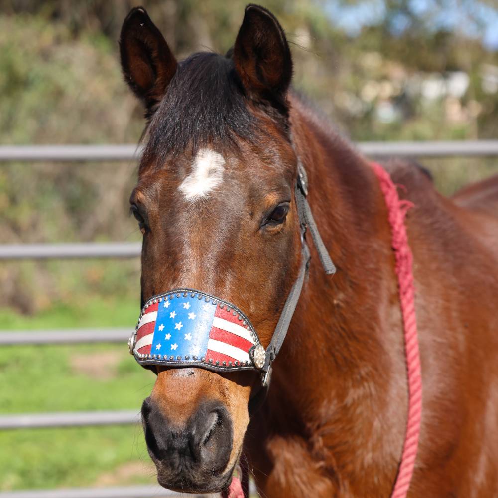 Geri, Arab Gelding horse at Heart and Hooves Therapy