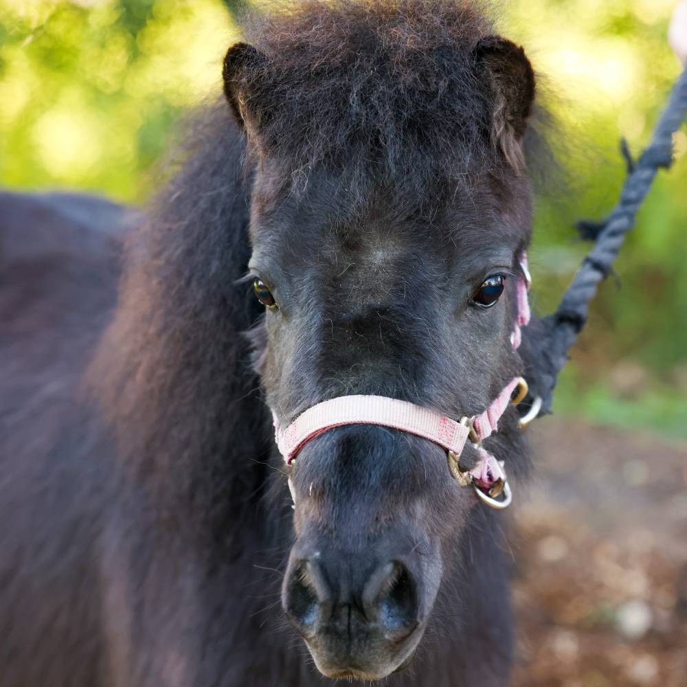 Violet Therapy Mini Horse at Heart and Hooves Therapy