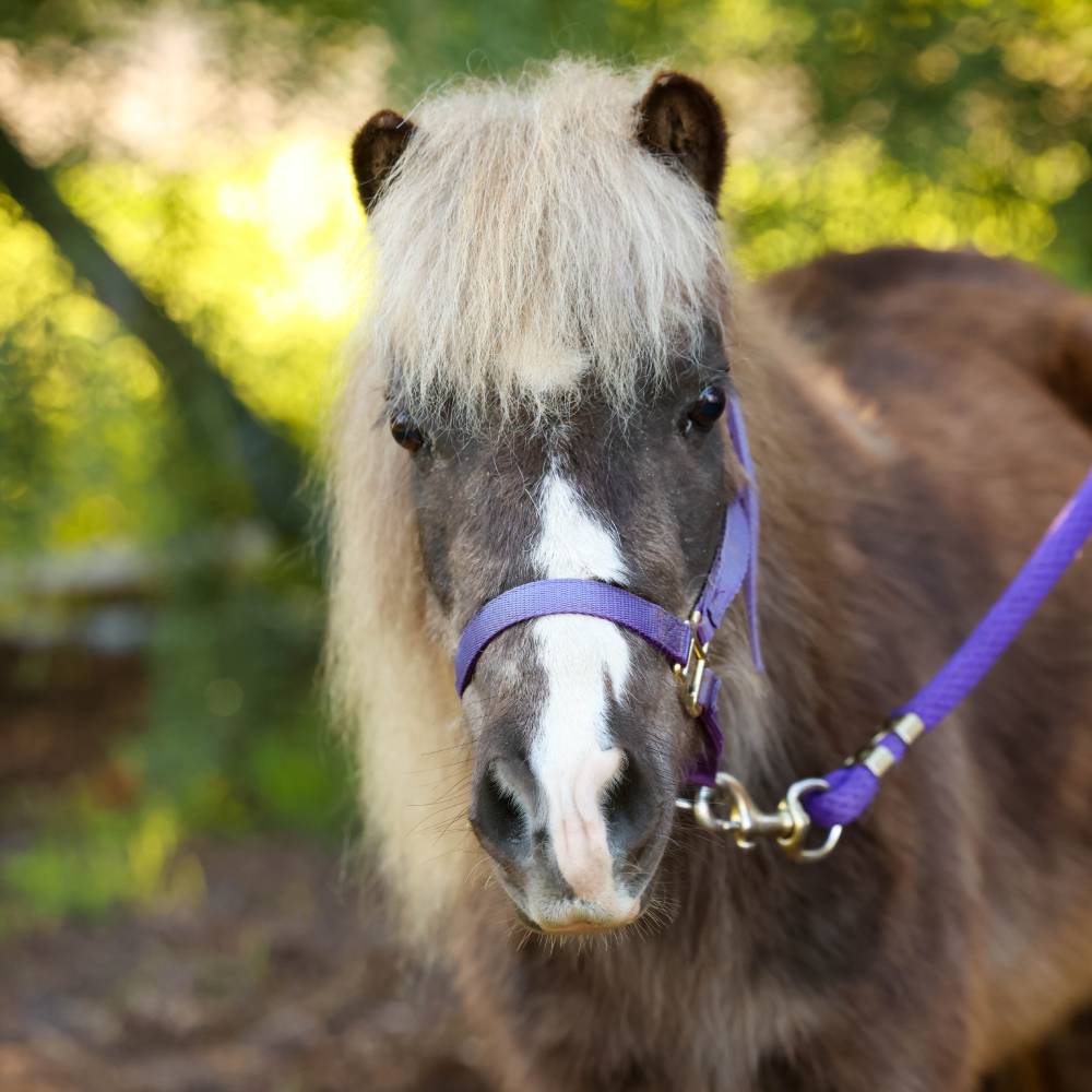 Tori AK Peanut, Therapy Mini Horse at Heart and Hooves Therapy
