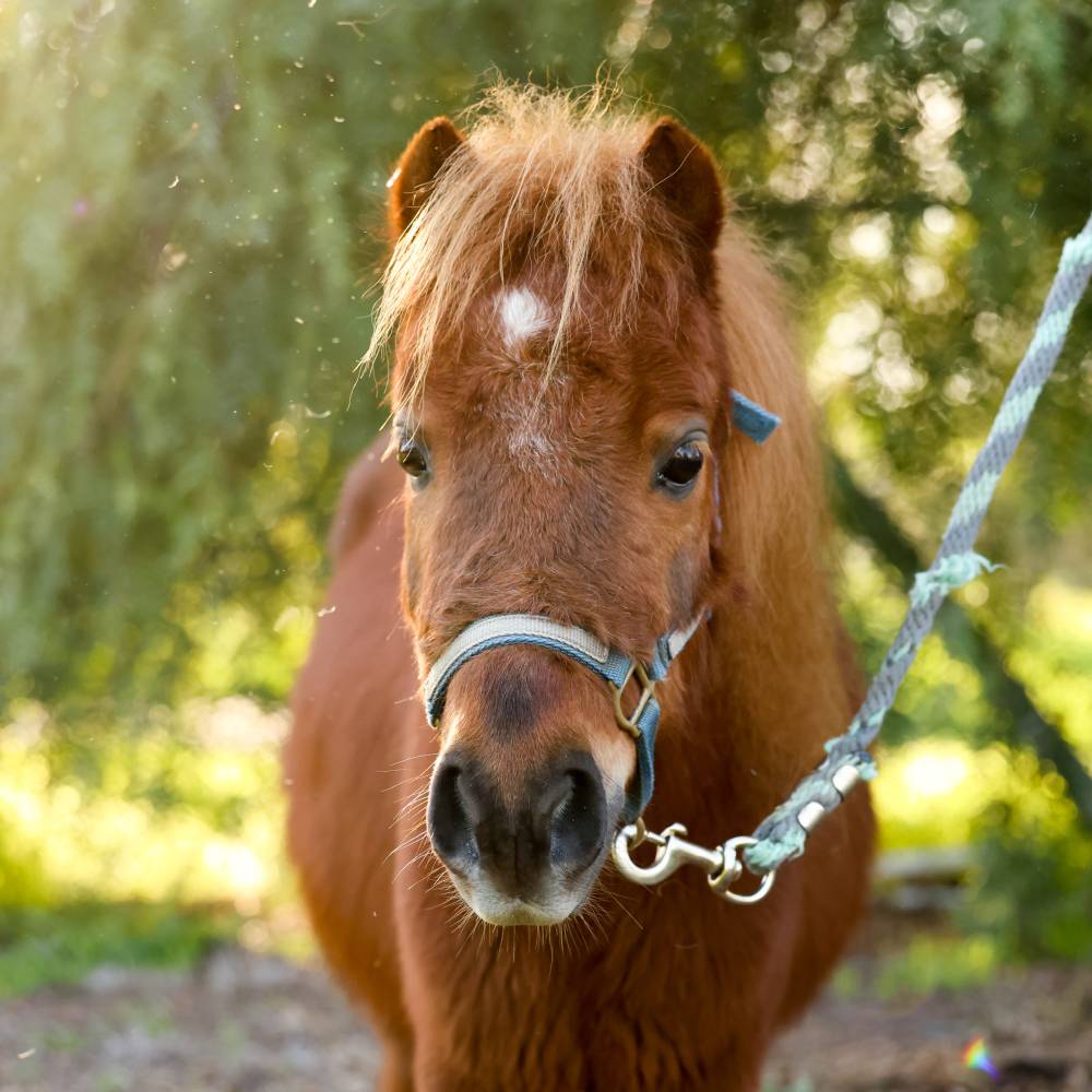 AJ Therapy Mini Horse at Heart and Hooves Therapy
