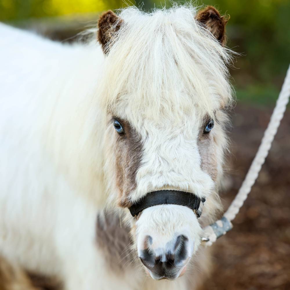 Alivia Therapy Mini Horse at Heart and Hooves Therapy