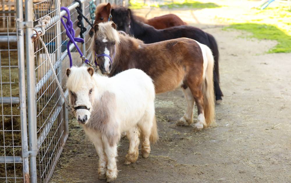 The Ponies at Heart and Hooves Therapy