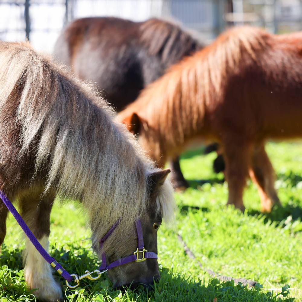 mini horses grazing at Heart and Hooves Therapy